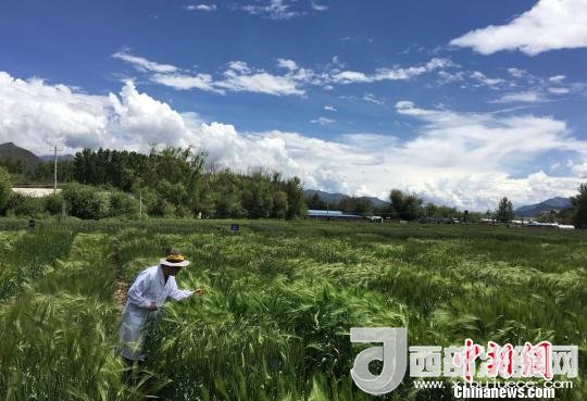 西藏與9家國家重點實驗室合力促青稞增產(chǎn)、牦牛育肥