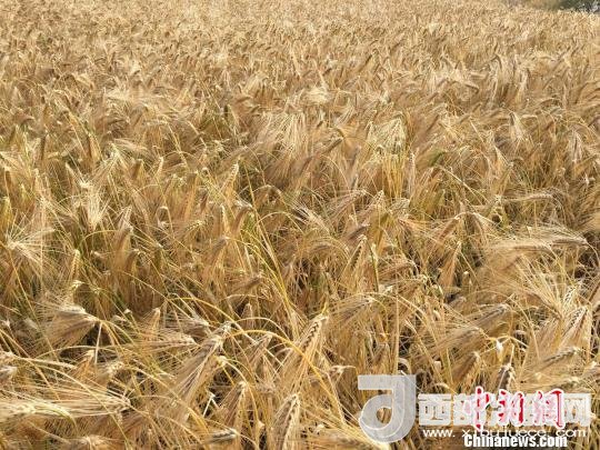 2017年西藏青稞種植面積達210多萬畝，占糧食播種面積的75%。圖為成熟期的青稞?！⊥跤窳?攝