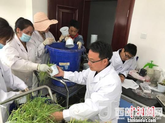 圖為研究員正在調(diào)查青稞感染白粉病情況?！⊥跤窳?攝
