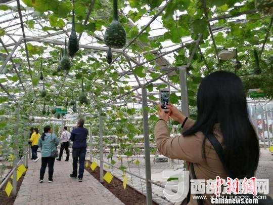 山西省郵政管理局積極推動(dòng)“一市一品”農(nóng)特產(chǎn)品進(jìn)城項(xiàng)目。 資料圖 楊杰英 攝