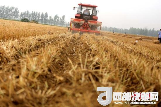 資料圖：收割機(jī)進(jìn)行機(jī)械化收割。<a target='_blank'  data-cke-saved- >中新社</a>記者 王中舉 攝