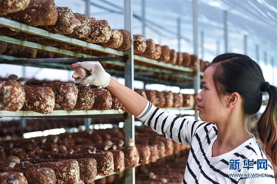 (壯麗70年·奮斗新時(shí)代——共和國發(fā)展成就巡禮·圖文互動)(8)多彩貴州闖新路