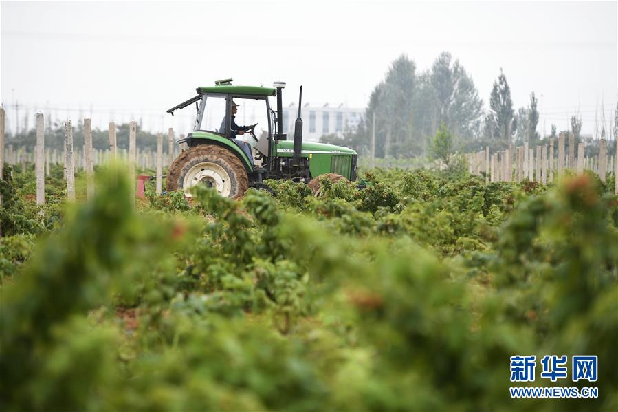 （壯麗70年·奮斗新時代——共和國發(fā)展成就巡禮·圖文互動）（10）生態(tài)美、百姓富——品讀嶄新“寧夏畫卷”