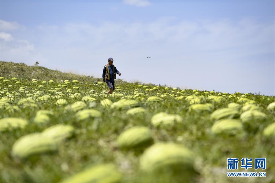 （壯麗70年·奮斗新時代——共和國發(fā)展成就巡禮·圖文互動）（4）生態(tài)美、百姓富——品讀嶄新“寧夏畫卷”