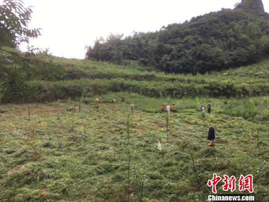 貴州同威生物科技有限公司天麻種植基地?！≈軏?攝