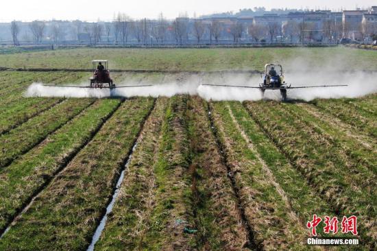 2月20日，南京湖熟街道現(xiàn)代農(nóng)業(yè)示范園區(qū)內(nèi)，工作人員駕駛自走式噴霧機(jī)給小麥噴灑除草劑。泱波 攝