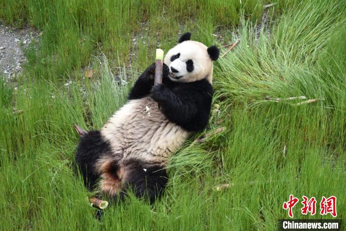 九寨溝熊貓園里的大熊貓。　九寨溝縣委宣傳部提供 攝