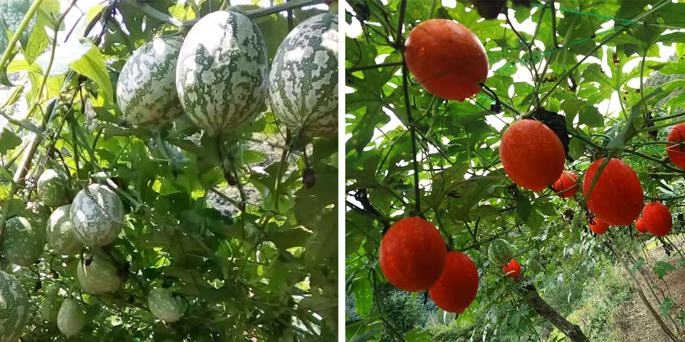 左為處于生長(zhǎng)期的吊瓜，右為成熟的吊瓜（圖源西鄉(xiāng)縣宣傳部）