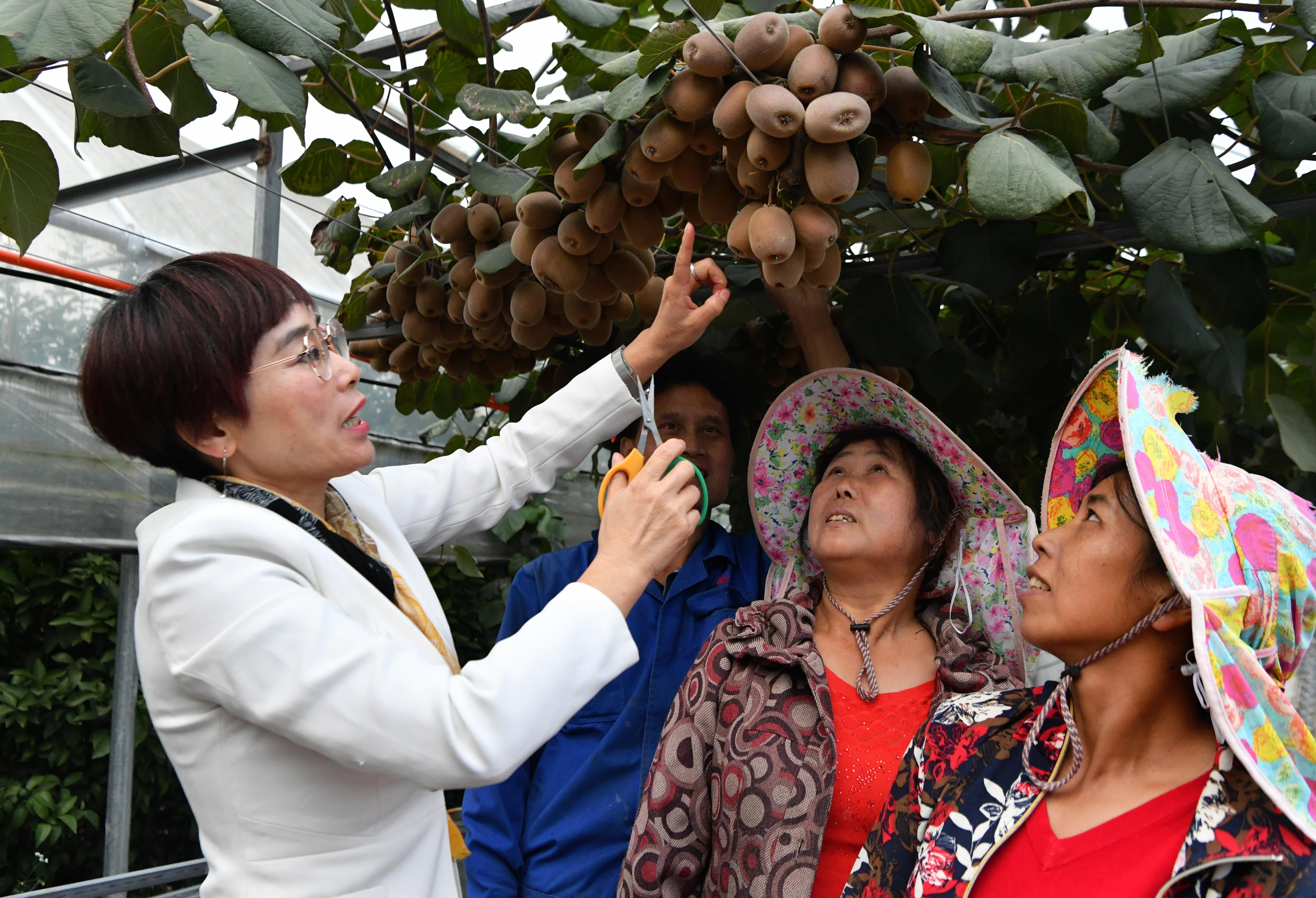 2020年10月22日，在周寧縣農(nóng)民創(chuàng)業(yè)示范基地特色水果種植園，福建省寧德市農(nóng)業(yè)科學(xué)研究所的科技特派員（左一）在指導(dǎo)當(dāng)?shù)剞r(nóng)民采摘紅心獼猴桃。新華社記者魏培全攝.JPG