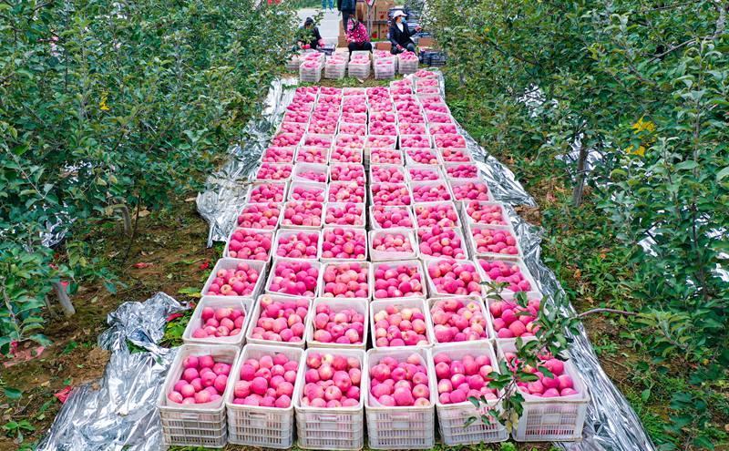 洛川縣永鄉(xiāng)鎮(zhèn)阿寺村果農(nóng)在分揀蘋果。王警攝